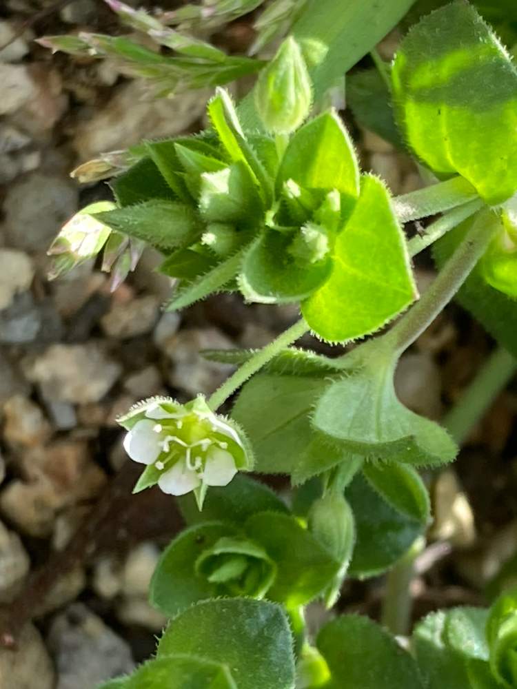 お出かけ先の画像 by すずはなさん | お出かけ先とネバリノミノツヅリと野草とスマホ写真とKBN46