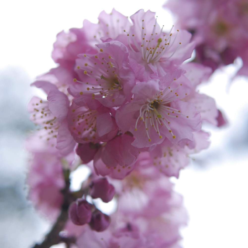 小さな庭の画像 by 由美子さん | 小さな庭とサクラと椿寒桜(ツバキカンザクラ)と桜なかま集めとゆみさんちの庭あそびとLUMIX gf7とパナライカ25mmとおうち園芸と鉢植えとミラーレス一眼と桜まつり2021♡とF2.2と由美子・桜集め