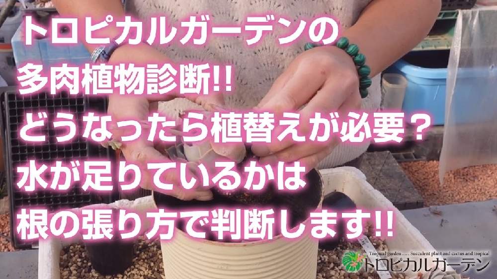 小さな庭の画像 by トロピカルガーデン埼玉さん | 小さな庭と多肉植物と韓国苗販売とおうち園芸とエケベリア属と多肉女子とトロピカルガーデン群馬とタニラーと実生苗と多肉植物販売群馬とトロピカルガーデンと多肉植物販売埼玉と多肉植物 エケベリアとsucculent plantsとEcheveriaとsucculentとトロピカルガーデン埼玉