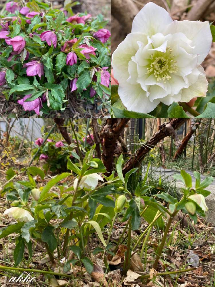 の画像 by ひみつのアッコちゃんさん | 我が家の花畑のクリスマスローズたちと我が家の花畑と可愛い花と花のある生活と美しい花と元気な花と大好きな花と花を見る喜びと私のお気に入りと元気な植物と地植えの花