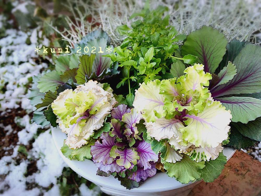 の画像 by Kumin✿︎さん | 葉牡丹 チタニウムシルバーと葉牡丹コサージュローズとビオラとカロケファルス シルバーサンドと花のある暮らしと富山支部とおうち園芸