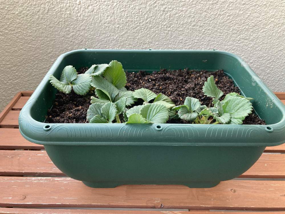 の画像 by 四代目火影さん | 四季なりイチゴとデルモンテ苗といちごとno green no lifeとベランダ菜園と植物男子