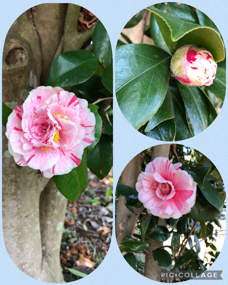 の画像 by ケントさん | ツバキとピンクの花と公園と花木と散歩と庭木