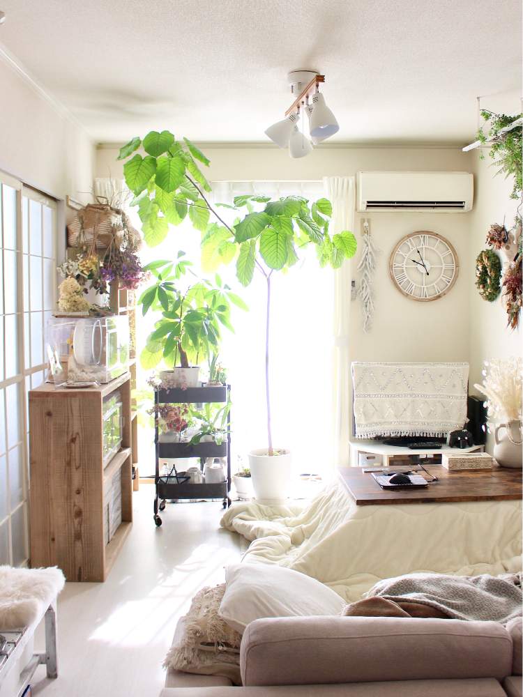 部屋の画像 by Kaneyukiさん | 部屋とパキラとウンベラータと観葉植物とインテリアと植物とコーディネート自慢!リビング・ダイニングに合う大きめ観葉植物