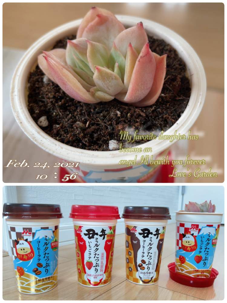 小さな庭の画像 by らぶさん | 小さな庭とホワイトスノー錦と多肉植物初心者と多肉植物とメ〇カリ産とおうち園芸と24日は錦の日とエケベリア属と多肉女子とタニラーと24日は牛の日と小さな小さな庭と花のある暮らしとメルカリ多肉と錦の日