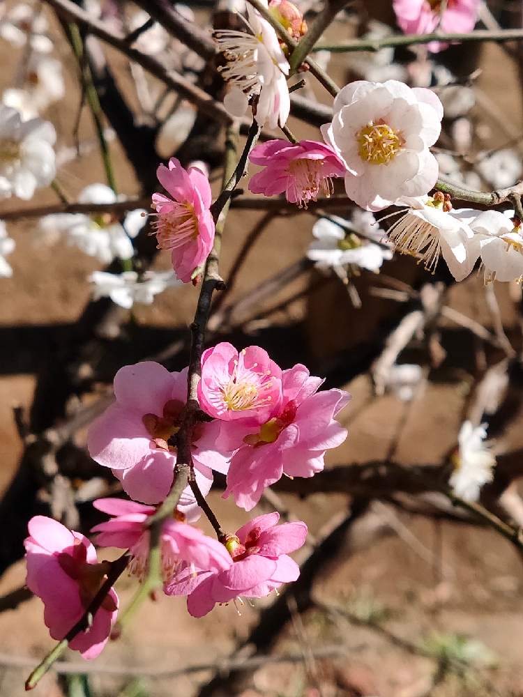 の画像 by reomamaだワンさん | うめと白い花とピンクの花とお散歩の途中と公園の花