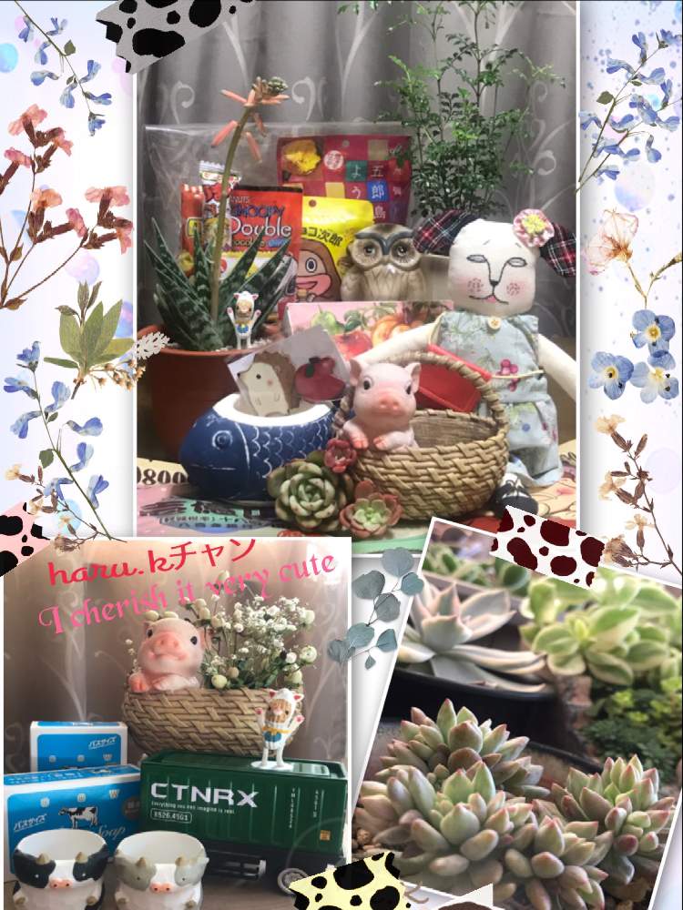 部屋の画像 by K.Kさん | 部屋と名前を教えて!と多肉植物とGSミニモニ。とGSミニモニ。No.12と牛の日と斑入り葉と錦の日とダイソー多肉とダイソー産
