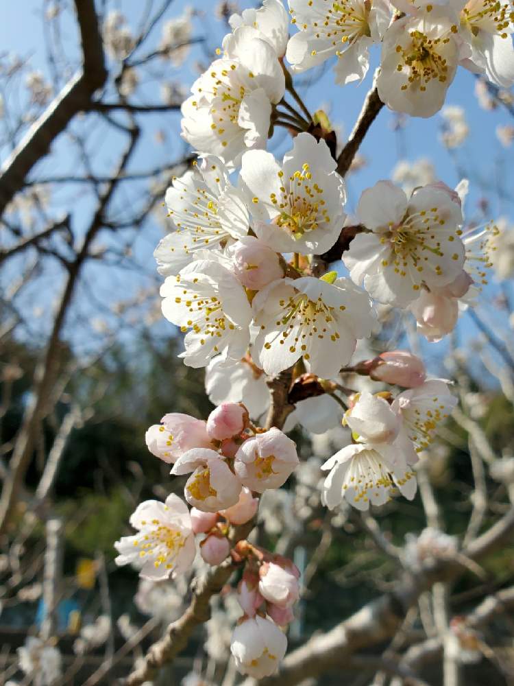 の画像 by フルリルさん | 暖地桜桃と花のある暮らしと緑のある暮らし