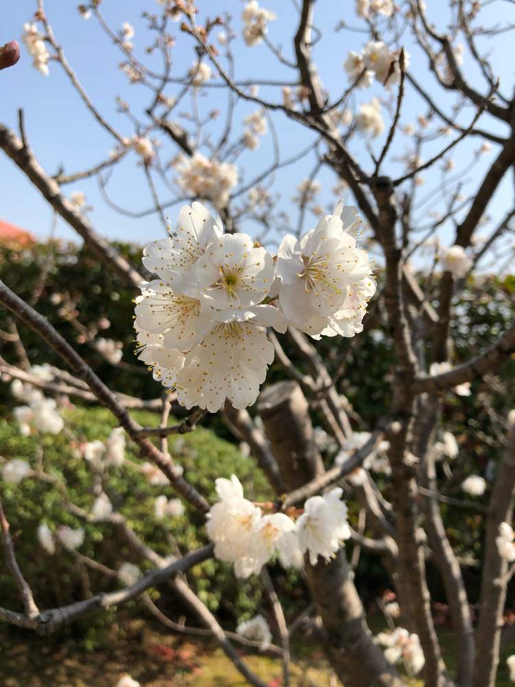 畑の画像 by *mokonatsu*.*さん | 畑とさくらんぼのお花とお花のある生活といいお天気♪とおうち園芸