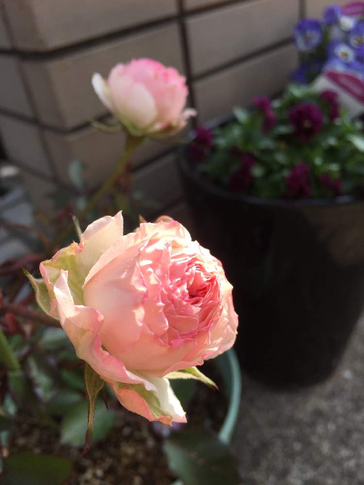 玄関の画像 by amamaさん | 玄関とミニ 薔薇と鉢植とピンク色のお花と水曜ローズショーと2102