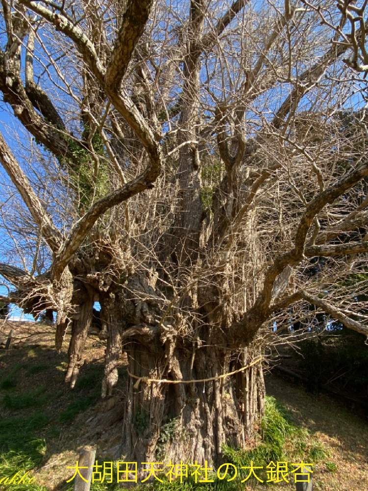 お出かけ先の画像 by ひみつのアッコちゃんさん | お出かけ先と静岡県指定、天然記念物 大銀杏と枝の下垂と美しいフォルムと古い歴史のある町と県指定天然記念物と私のお気に入りと元気な植物