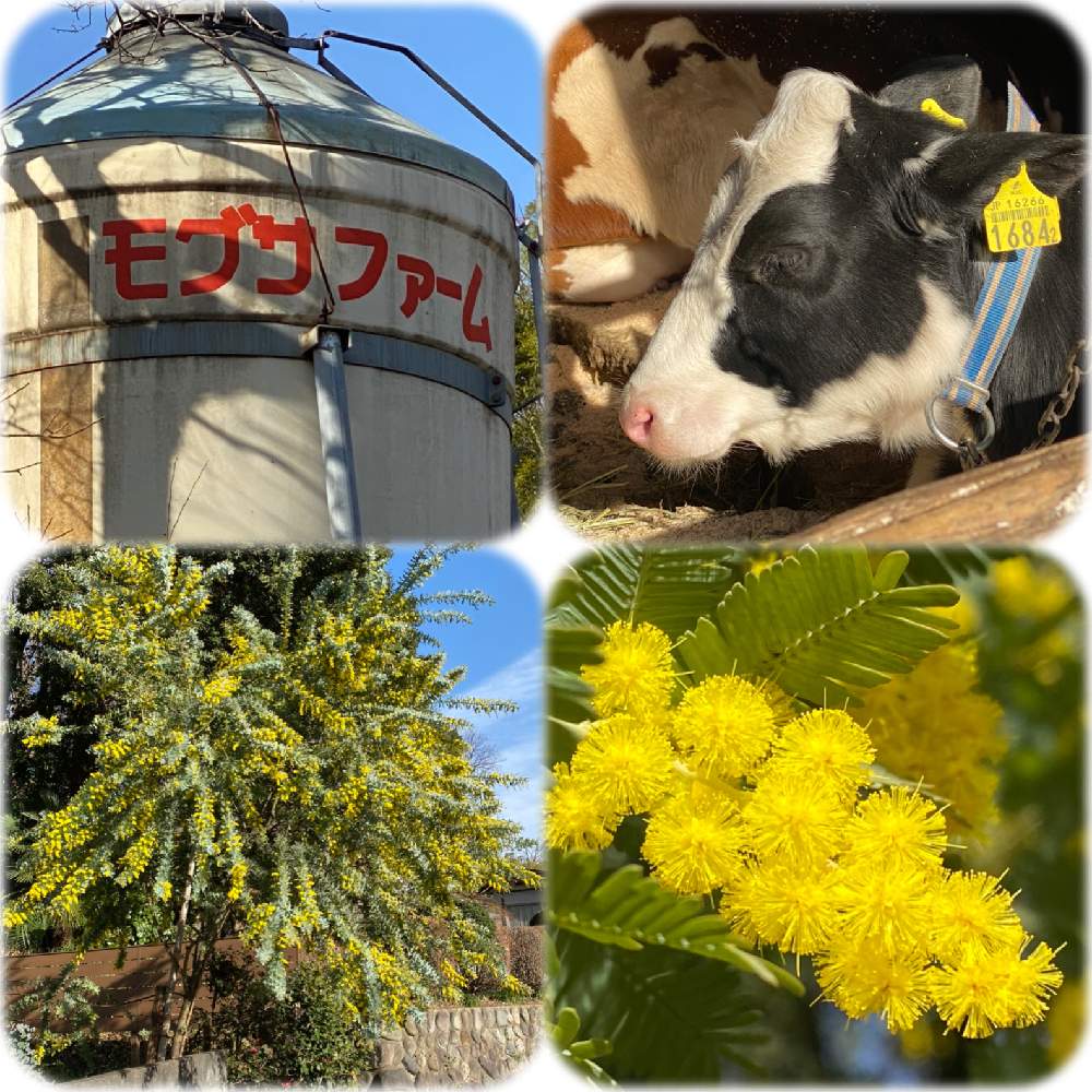 お出かけ先の画像 by kokoroさん | お出かけ先とミモザと春がきたと散策と京王百草園と黄金の輝きと探したよ❗と春よ来いと牛さんとiPhone撮影