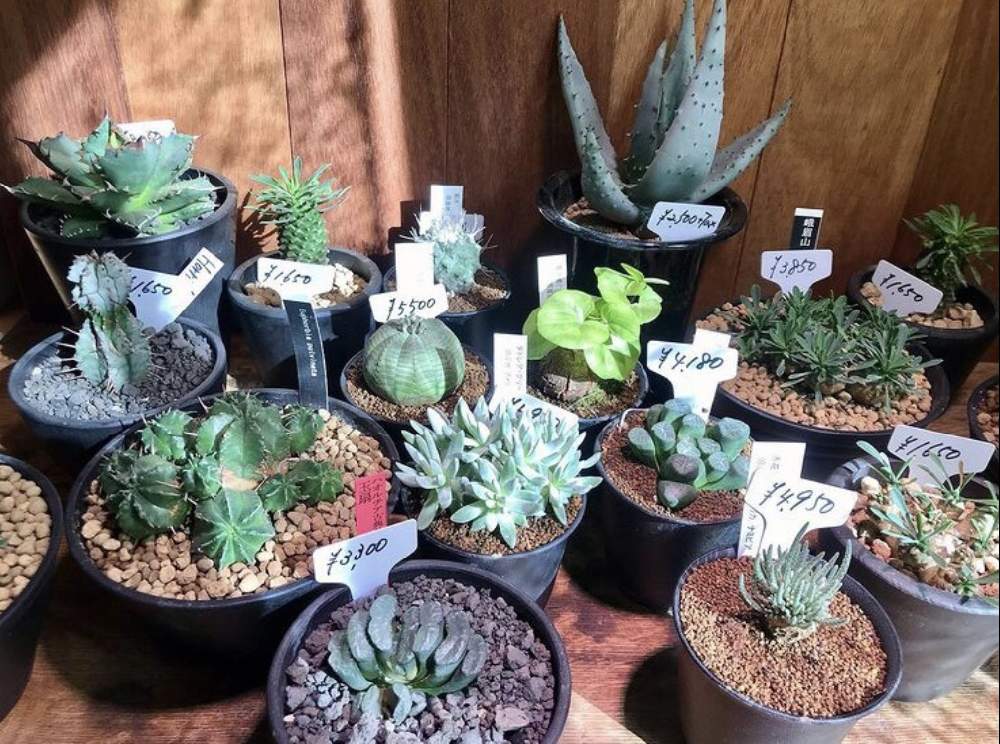 の画像 by CLUTCH FURNITUREさん | 多肉植物と男前プランツと観葉植物と植物のある暮らしと男前植物と黒プラ鉢ある暮らしと黒プラ鉢ある生活と多肉植物のある暮らしと塊根植物と葉っぱアートと神戸と男前