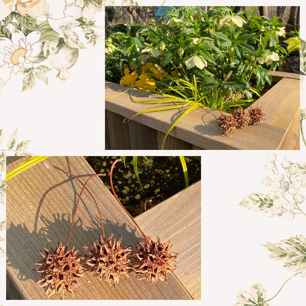 お出かけ先の画像 by 拓海さん | お出かけ先とモミジバフウの実と植物のある暮らしと花壇と日比谷公園と楽しいこと見つけようと植物に感謝と クリスマスローズと花のある暮らしと多肉好き