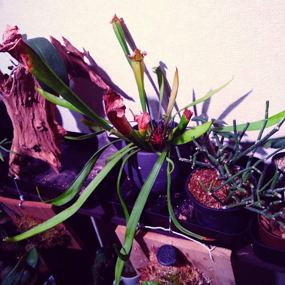 部屋の画像 by まりみさん | 部屋と食虫植物とおうち園芸と植中毒とサラセニアとお部屋ジャングル化計画