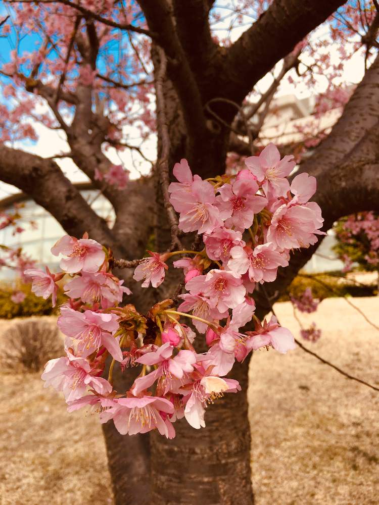 お出かけ先の画像 by 花庭さん | お出かけ先とさくら サクラ 桜