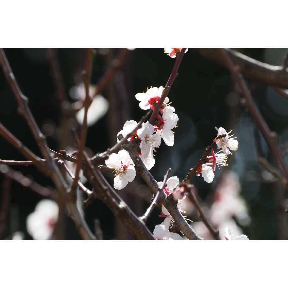 小さな庭の画像 by 我楽多さん | 小さな庭とウメと2月の花とOLY 40-150mm F2.8 ProとOM-D E-M1Ⅱ