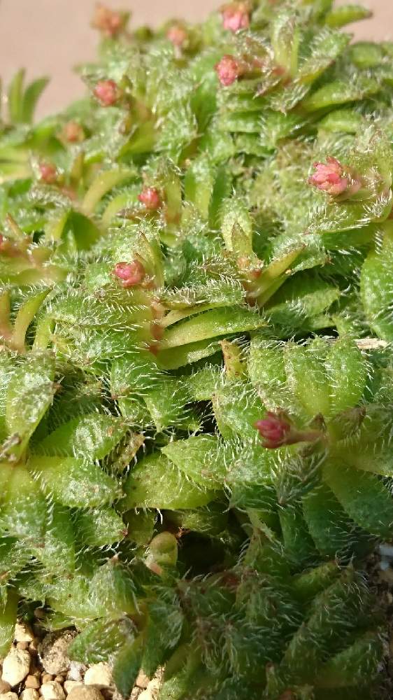 の画像 by さらりんさん | トランスバールとわぁぉ~✨と多肉植物と蕾が付いてるぅとクラッスラ属と多肉女子とタニラーと癒される~♪とトランスバール☆と可愛い♡