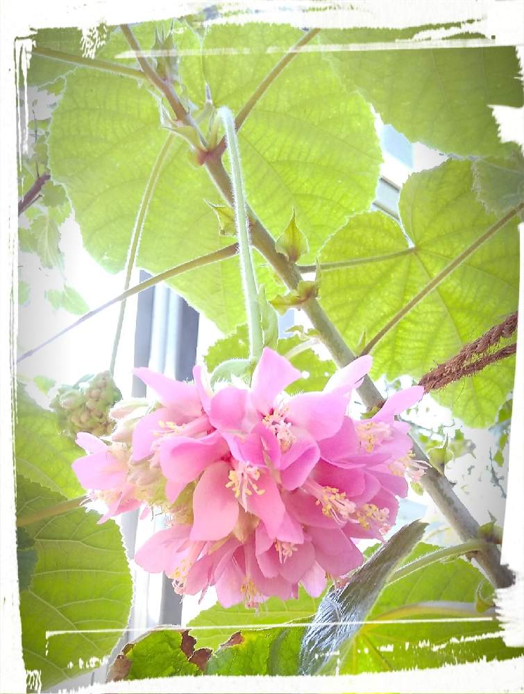 の画像 by 欄さん | ドンベア ウォリッキーと植物園にて