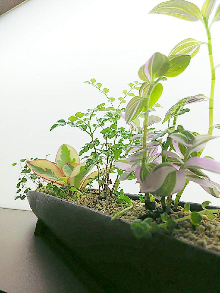 部屋の画像 by Hawaiian dolphinsさん | 部屋と寄せ植え.と観葉植物と花を咲かせるとお気に入りの器や花瓶と植物と花器と寄せ植えと癒し系とかわぃぃ。とお皿とお店の入り口