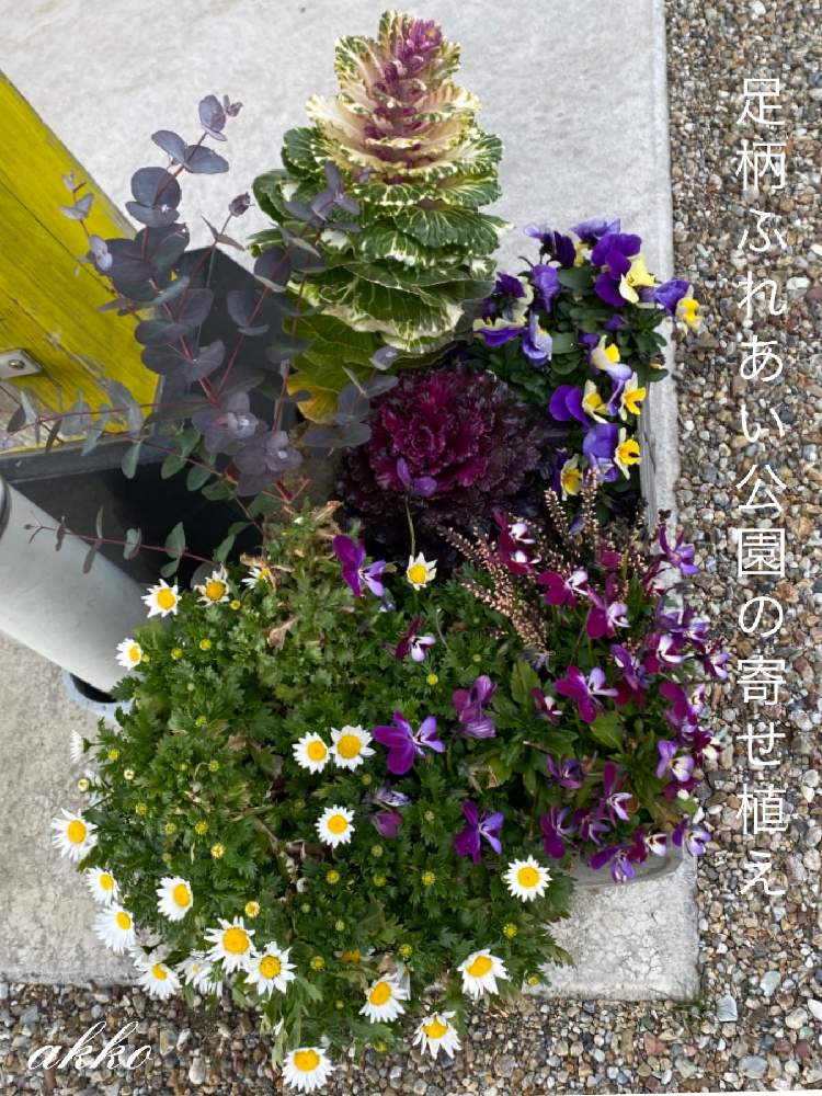 の画像 by ひみつのアッコちゃんさん | ユーカリとノースボールとビオラ バニーイヤーズと葉牡丹光子ロイヤルと鉢植えの花と可愛い花と花のある生活と美しい花と元気な花と大好きな花と足柄ふれあい公園と寄せ植えの喜びと花を見る喜びと私のお気に入りと元気な植物