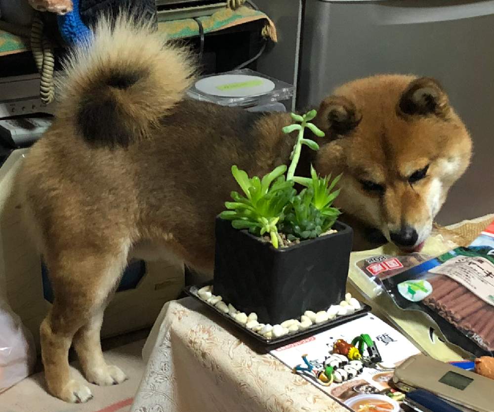 部屋の画像 by はむしょうさん | 部屋と愛犬 麦とハオルチアとセダムの寄せ植えと麦のおやつと実家と真冬日と多肉植物寄せ植えと道産子タニラーと多肉植物のある暮らしと麦くんだお