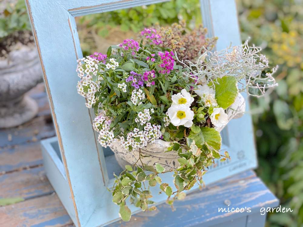 小さな庭の画像 by miccoஐ♡さん | 小さな庭と寄せ植え.と緑ある暮らしとお花大好き♡と寄せ植えと小花会とマイガーデンと簡単にできる!ガーデニング寄植えと心ほっこりと庭づくりと鉢植えとグリーン大好きとガーデニングと花のある暮らしとGS皆様ありがとうとお花とグリーンある暮らしといやし♪と日本を元気に♡