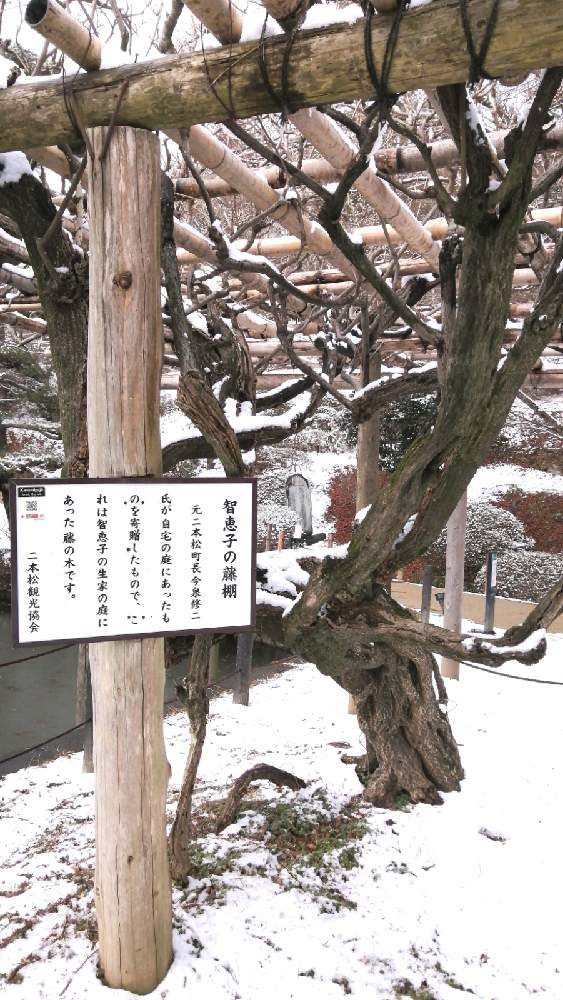 お出かけ先の画像 by 風の駅さん | お出かけ先とノダフジ(S巻き)とFinepix S2500HD撮影と霞ヶ城公園(福島県)とぶらり電動チャリと単色伯爵と巨木古木の木曜日と智恵子抄と高村智恵子