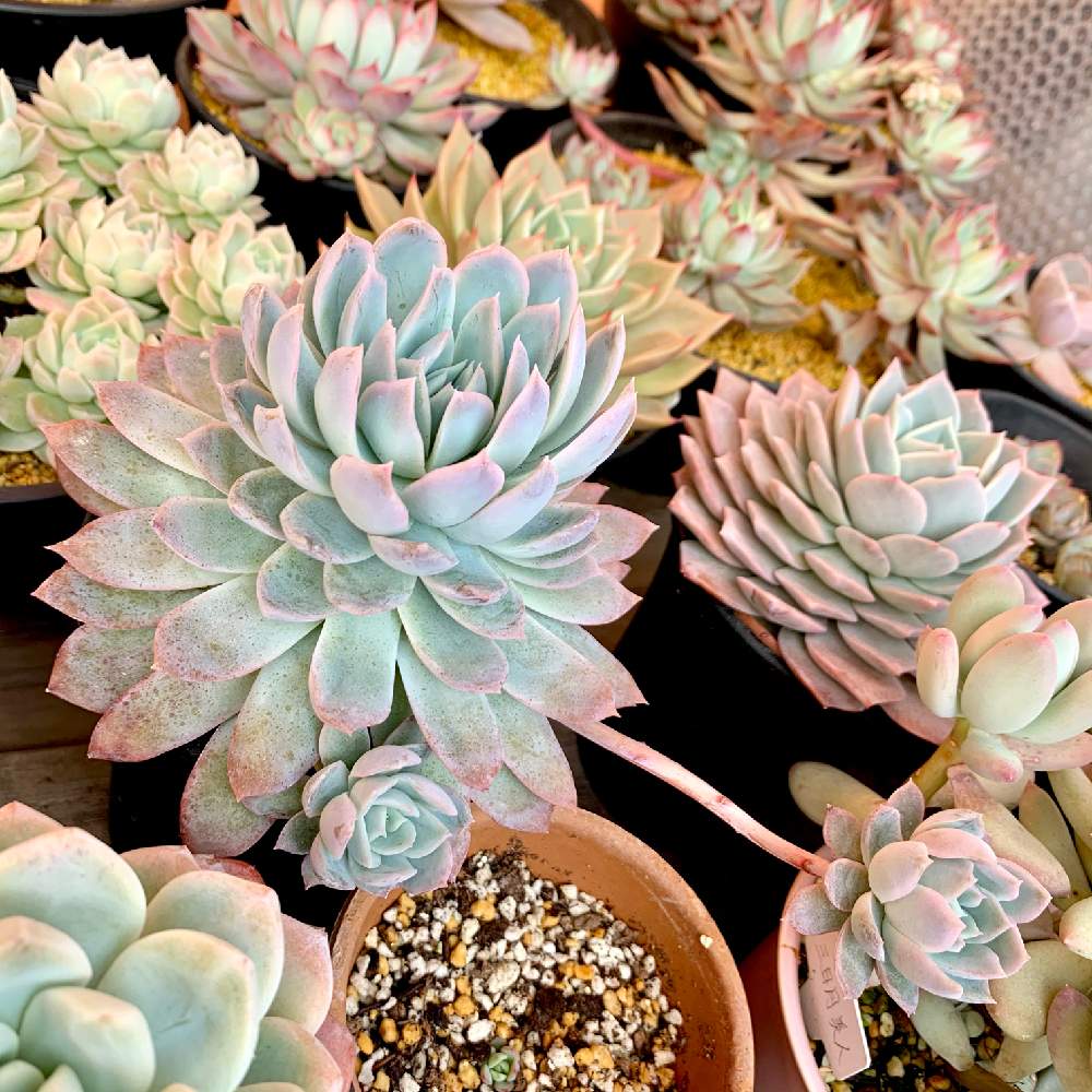 小さな庭の画像 by guchaさん | 小さな庭とセニュラとEcheveria senuraと魅惑のエケベリア