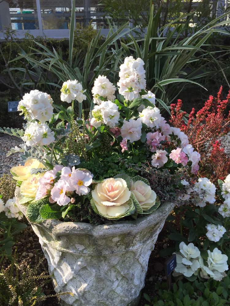 お出かけ先の画像 by amamaさん | お出かけ先とストックと葉牡丹とジュリアンと寄植えと 白い花と花畑園芸公園と2102
