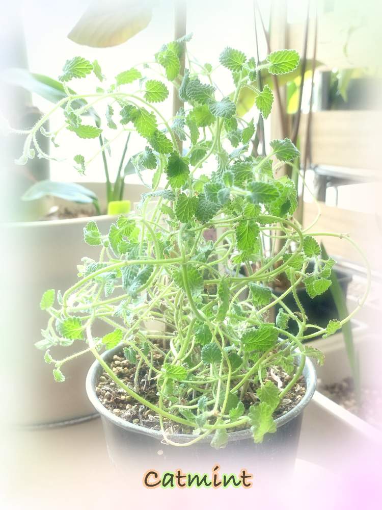 の画像 by TAE.bpp7さん | キャットミントと観葉植物と葉っぱHolicと植欲旺盛と植中毒とうちのミドリたちと葉っぱ好き