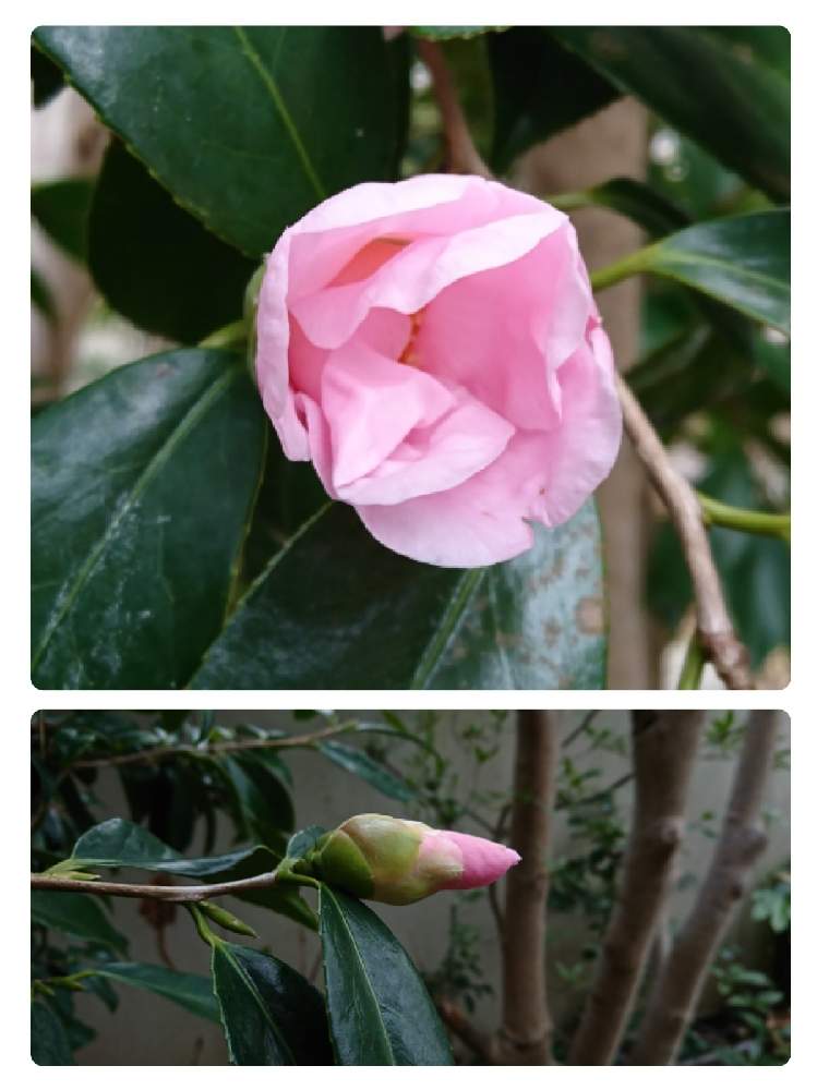 小さな庭の画像 by piacereさん | 小さな庭とツバキと実家とピンク色の花と備忘録ceと祈る思い