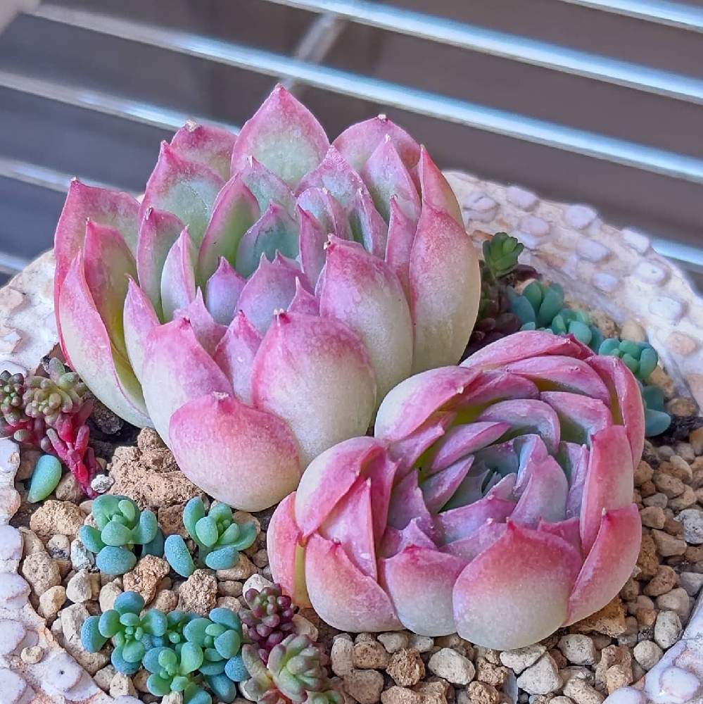 エントランスの画像 by Succulent so cute ♥さん | エントランスとラズベリーアイス×ポルデンシスとRaspberry ice × Poldensisとチーム大阪とno green no lifeとお気に入り~✴️とエケベリア属とcute ♥ ラズベリーアイス×ポルデンシスとラズベリーアイス交配♥️とスマホ撮影加工なしとsucculent so cute ♥️とチームグリーンとgreenとSucculent Lifeとenjoy botanical life ♥️とcute ♥️ エケとso cute garden ♥️とGS萌え~✴️と多肉コレクション♥と葉っぱlove♥と冬の多肉ちゃんとsucculentとsucculent love ♥