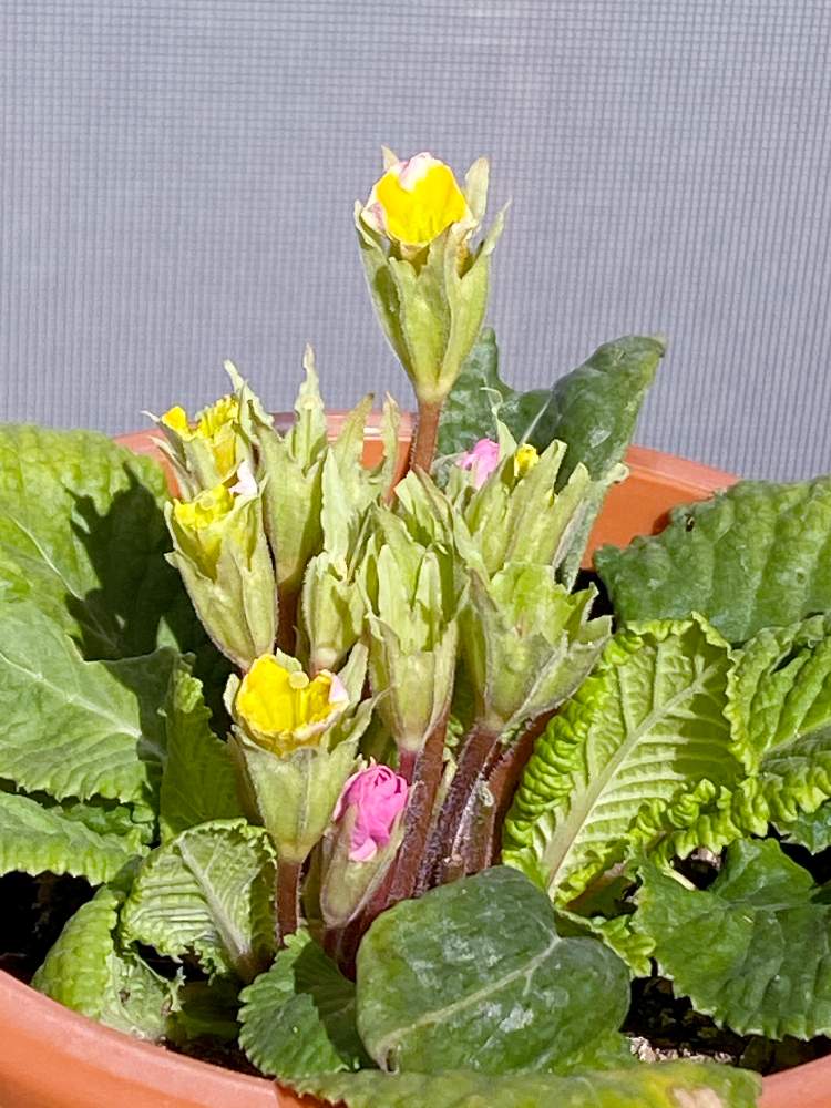 小さな庭の画像 by さくらママさん | 小さな庭とコロナに負けないとお花も好きと多肉女子とかわいいと千葉タニラーといやし♪