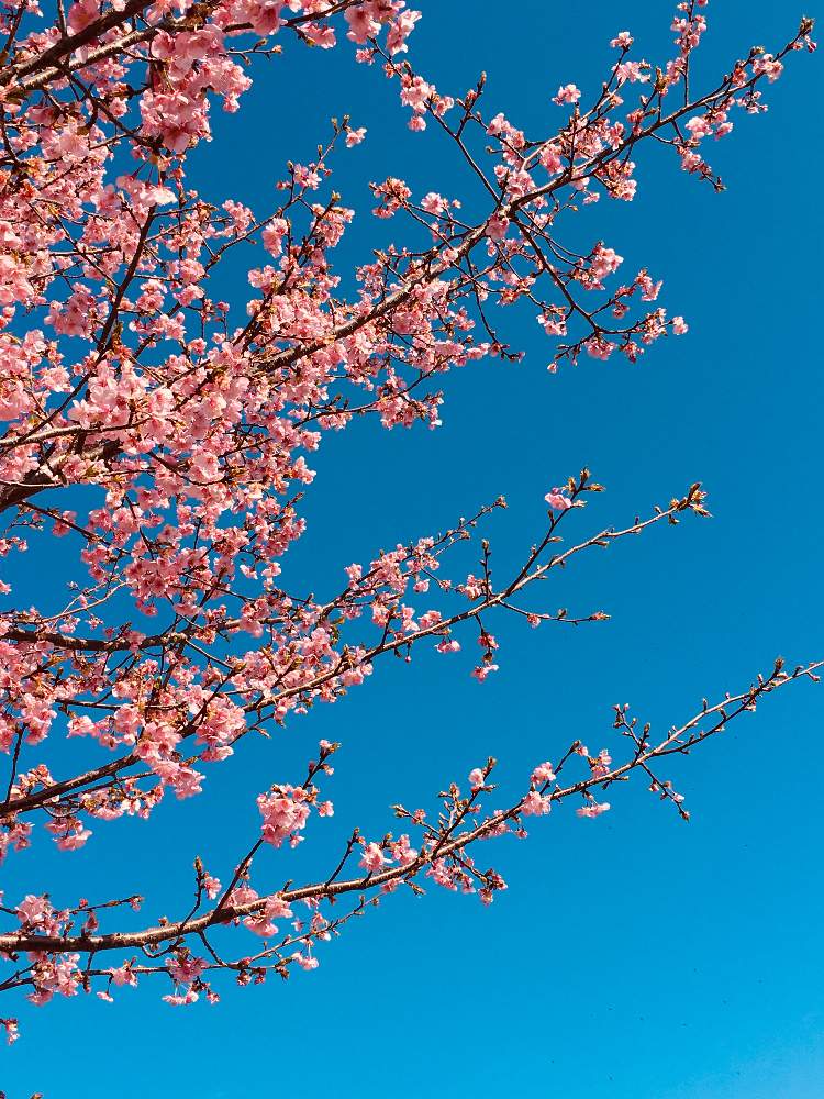 お出かけ先の画像 by 花庭さん | お出かけ先とさくら サクラ 桜とピンク色の花と静岡と花の一生
