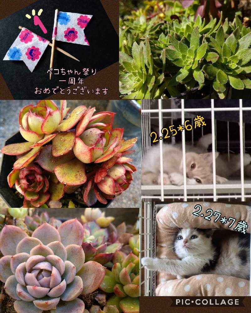 小さな庭の画像 by まめきちさん | 小さな庭とヤンジンと陽神とアエオニウム シムシーと多肉植物とネコのいる暮らしとHTCとキュンキュン乙女倶楽部とペコちゃん祭りとネコ好きと富山支部とアエオニウム属と植中毒と多肉ラボ©とたに倶楽部とタニラーとたにおたくらぶ