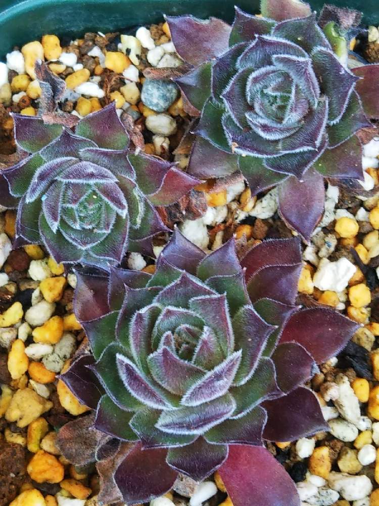 棚の画像 by はははさん | 棚と多肉屋敷と多肉植物と観葉植物とセンペルビヴム属とセンペルビウム☆とセンペルビウム属とおうち園芸と紅葉多肉とセンペルビブムとクリスティーナ センペルと群生派
