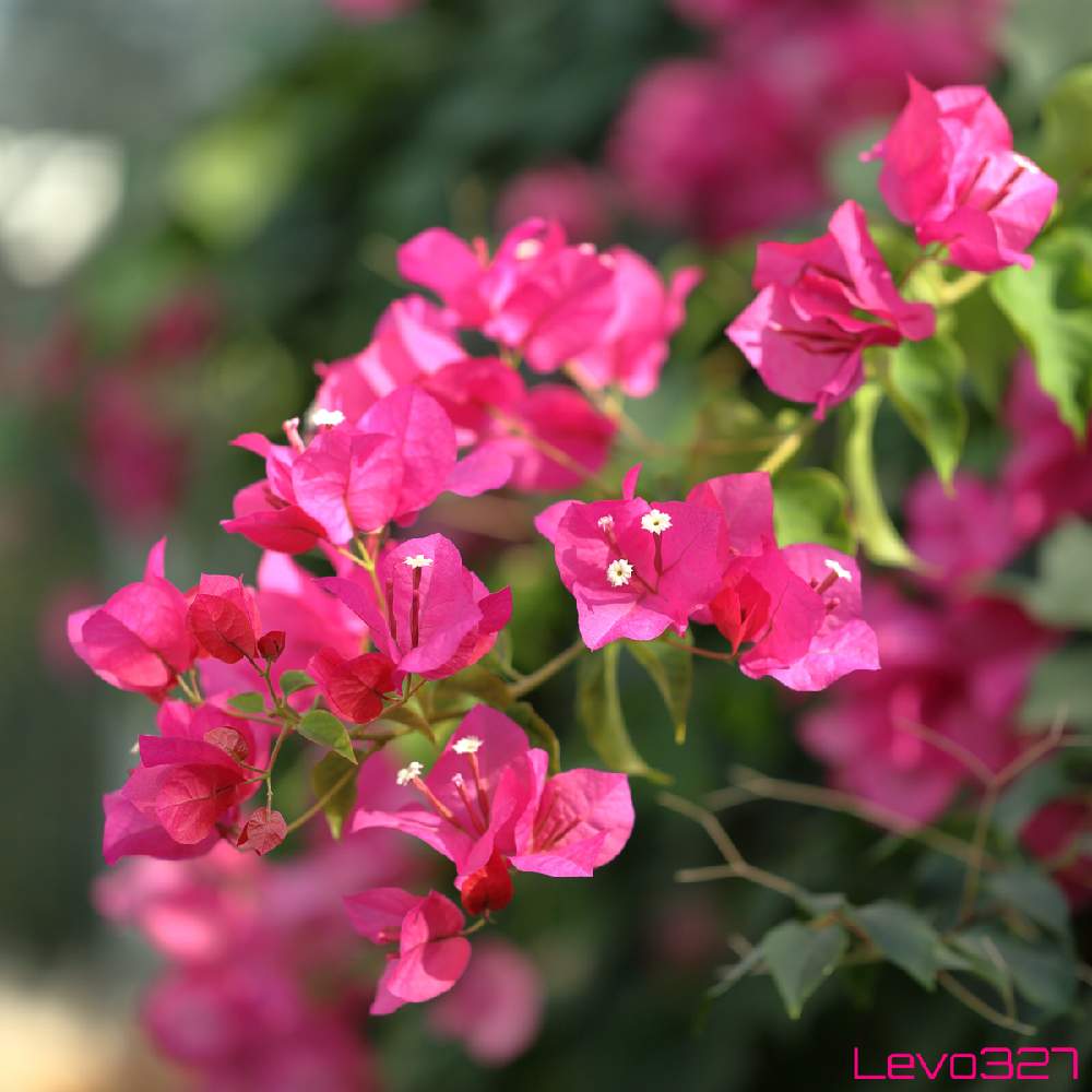 お出かけ先の画像 by Levo327さん | お出かけ先とブーゲンビレアとブーゲンビリアとピンクの花と大船フラワーセンターと背景ボケとCanon EOS 5D Mark IIIと白い花