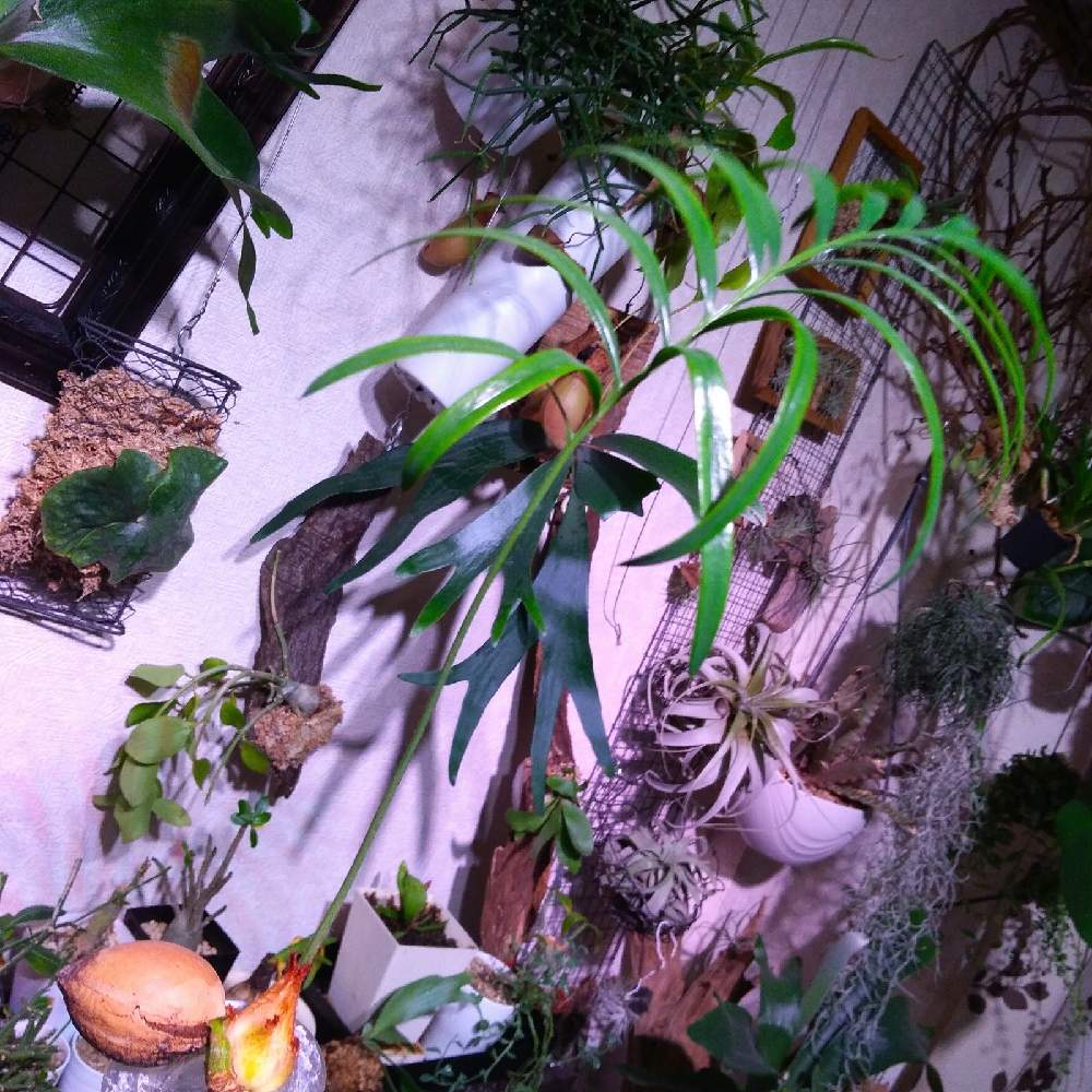 部屋の画像 by まりみさん | 部屋と植中毒と ソテツとお部屋ジャングル化計画とおうち園芸