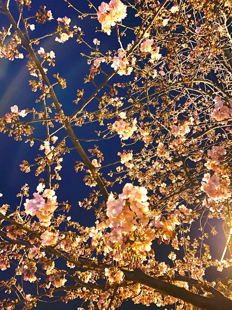 お出かけ先の画像 by makidonさん | お出かけ先と河津桜(カワヅザクラ)と散歩道と花のある暮らし