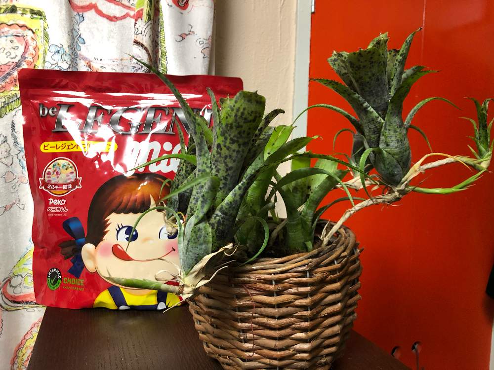 部屋の画像 by suzuneさん | 部屋と ネオレゲリアとネオレゲリアと初めての…と楽しみとペコちゃん祭り