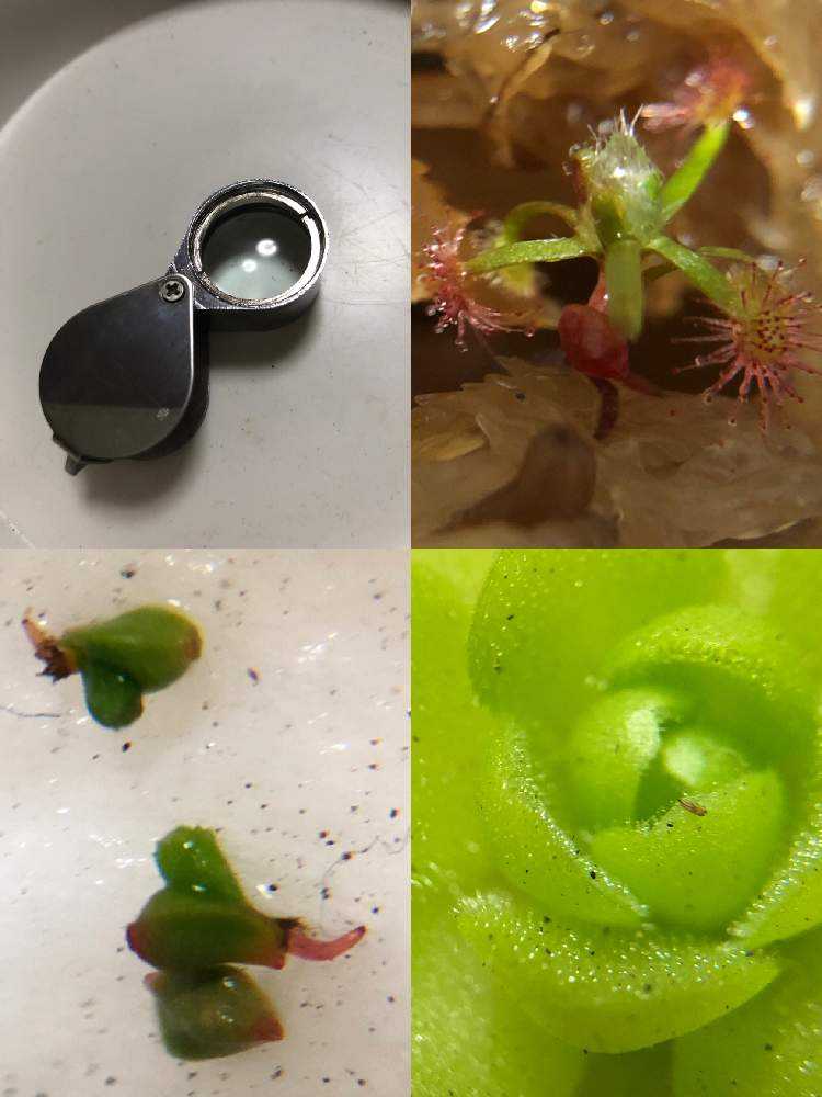 バルコニー/ベランダの画像 by you(-_-)youさん | バルコニー/ベランダとムシトリスミレとモウセンゴケとドロセラとDrosera scorpioidesとD.callistos カリストスと食虫植物とピグミードロセラとムカゴとyou-_-you+食虫とモウセンゴケ類