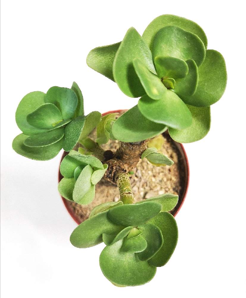 バルコニー/ベランダの画像 by eyeさん | バルコニー/ベランダとモロキニエンシスと多幸寿とPortulaca molokiniensis HobdyとʻIhiと多幸樹と☆eye☆鉢250と☆eye☆スベリヒユ属と多幸寿❣️とIhiとモロコエンシス。とPortulaca molokiniensis Hobdyとマウイ郡と絶滅危惧種とスベリヒユ属とイヒと☆eye☆ま行と☆eye☆た行と多幸樹!とSan Marcos GROWERSとポーチュラカリア モロキニエンシスとモロキニ島と☆eye☆170とCharles N. Forbesとモロキネンシスとコメリ