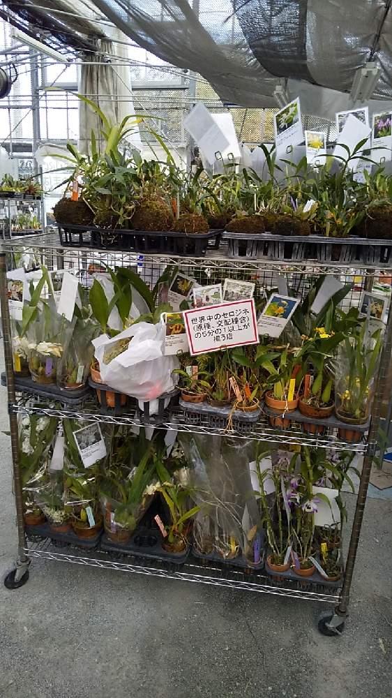 お出かけ先の画像 by やまはる園芸さん | お出かけ先と多肉植物と洋蘭とやまはる園芸とバルボフィラムとCoel.とファレノプシス属とセロジネとお誘いとcattleyaとシマムラ園芸と植中毒とチームタケノコと洋蘭広め隊と着生蘭と洋ランと単茎種とDen.とマキシラリア属とデンドロビウム属とCoelogyneとDendrobium