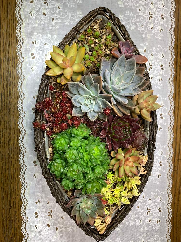 キッチンの画像 by なおちゃんさん | キッチンと多肉植物と自分へのプレゼントと春が待ち遠しい❤️