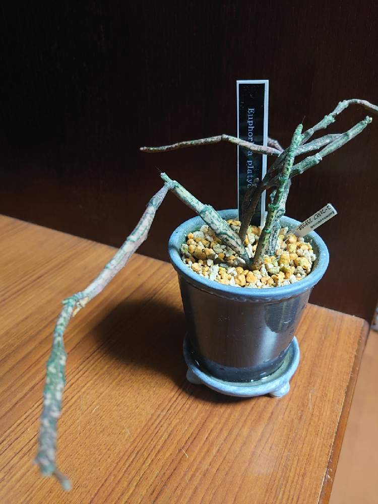窓辺の画像 by Yoshiさん | 窓辺とユーフォルビア プラティクラダとEuphorbia platycladaとトウダイクサ科とゾンビプラントとユーフォルビア属。