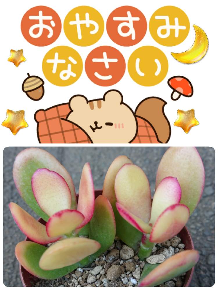 小さな庭の画像 by 苺さん | 小さな庭と多肉植物の栽培とおうち園芸と黄金花月の栽培とクラッスラ属 黄金花月