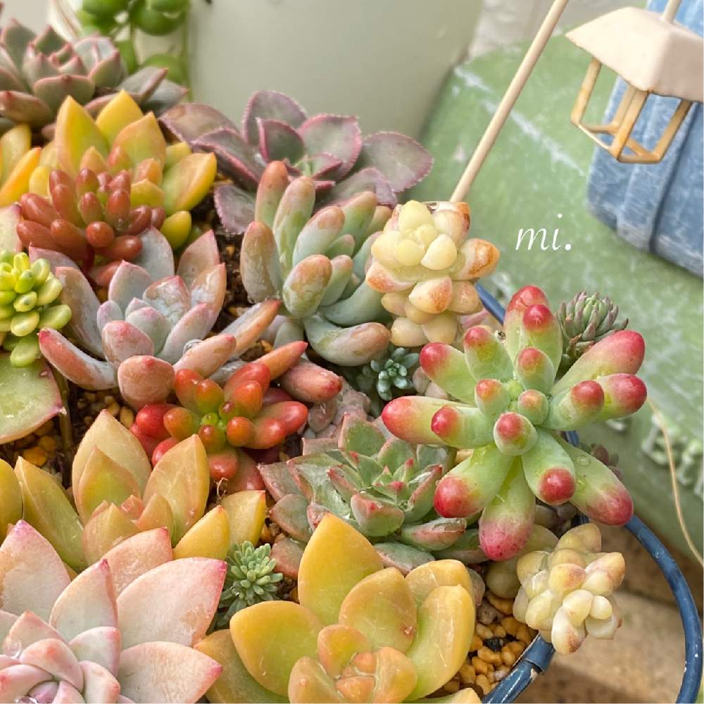 の画像 by mi.さん | 多肉植物 寄せ植えと多肉植物と寄せ植えと紅葉する多肉と紅葉(こうよう)と小さな小さな庭と花のある暮らしと多肉寄せ植えとmi.の乙女心