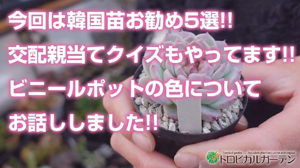 小さな庭の画像 by トロピカルガーデン埼玉さん | 小さな庭と多肉植物と韓国苗販売とおうち園芸とエケベリア属と多肉女子とトロピカルガーデン群馬とタニラーと多肉植物販売群馬とトロピカルガーデンと多肉植物販売埼玉と多肉植物 エケベリアとsucculent plantsとEcheveriaとsucculentとトロピカルガーデン埼玉