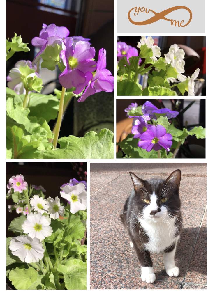 お出かけ先の画像 by 4匹の猫ママさん | お出かけ先と皆様に感謝します^_^と仙台市青葉区界隈と皆様いつも有り難う^_^と街猫